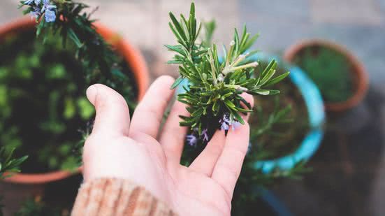 Quando suas folhas entram em ebulição, o vapor libera óleos essenciais. - (Imagem: Pexels)