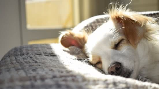Um dos primeiros sinais de alerta está na rotina do pet. - (Imagem: Pexels)