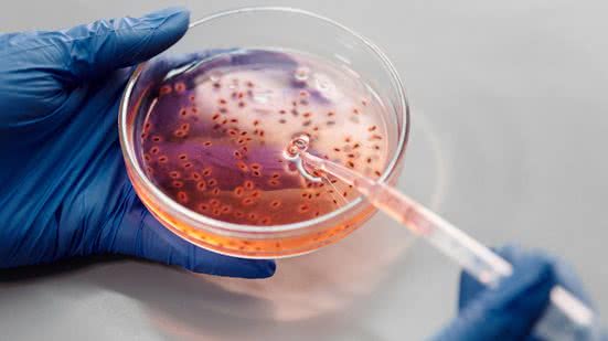 Pesquisadores da Universidade de Manchester estudaram o gênero Aspergillus. - (Imagem: Pexels)