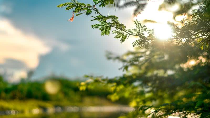 Evite plantar a goiabeira muito próxima de muros ou outras árvores. - (Imagem: Pexels)