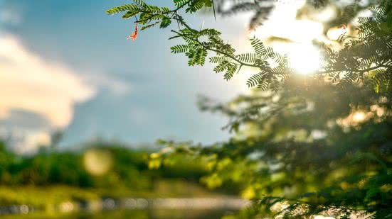 Evite plantar a goiabeira muito próxima de muros ou outras árvores. - (Imagem: Pexels)