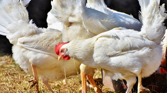 O Ministério da Agricultura pede o reconhecimento da regionalização do caso para os mercados estrangeiros. - Canva