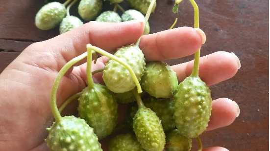 Composto por cerca de 95% de água, o maxixe também é um aliado da hidratação. - (Imagem: Reprodução/Redes Sociais/@fazenda_belem_)