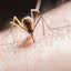Um dos sinais mais poderosos para os mosquitos é o dióxido de carbono (CO₂). - (Imagem: Pexels)