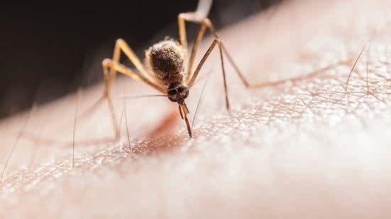 Um dos sinais mais poderosos para os mosquitos é o dióxido de carbono (CO₂). - (Imagem: Pexels)