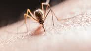 Um dos sinais mais poderosos para os mosquitos é o dióxido de carbono (CO₂). - (Imagem: Pexels)
