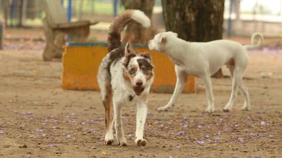 Saiba o que realmente importa para manter seu cachorro aquecido e saudável durante os dias frios - Foto: Reprodução/Rovena Rosa/Agência Brasil
