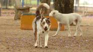 Saiba o que realmente importa para manter seu cachorro aquecido e saudável durante os dias frios - Foto: Reprodução/Rovena Rosa/Agência Brasil