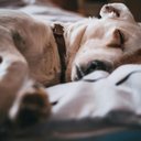 Reprodução/ pexels