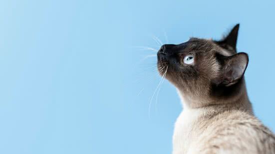 Estudo japonês revela que gatos reconhecem seus tutores apenas pelo olfato, e podem até reagir de formas diferentes a cada cheiro. - Foto: Reprodução/Freepik