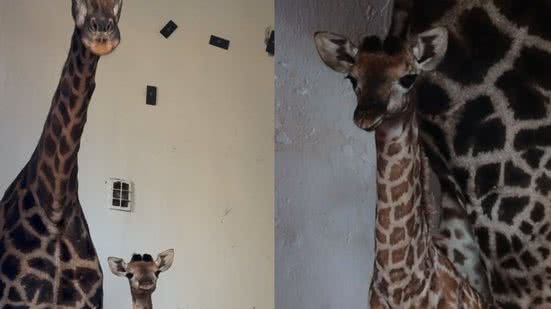 Foto: Reprodução/Instagram/@zoosaopaulo