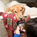 O aplicativo Nova Launcher é uma das ferramentas que permitem a mudança para o "modo cachorro". - Foto: Unsplash