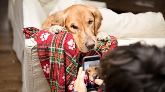 O aplicativo Nova Launcher é uma das ferramentas que permitem a mudança para o "modo cachorro". - Foto: Unsplash