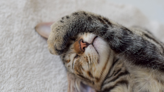 Imagem "Amassar pãozinho": o gesto dos gatos que revela muito sobre eles
