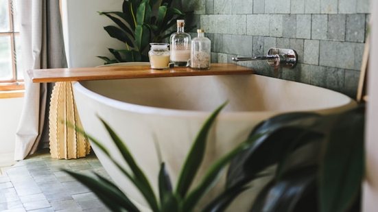 O ambiente úmido e com pouca luz solar é ideal para essas espécies - Foto: Unsplash