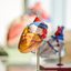 A fruta adocicada é benéfica à saúde do coração, ajudando os vasos sanguíneos. - Foto: Unsplash