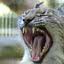 O pedido teve repercussão negativa, com diversos usuários reprimindo a solicitação. - Foto: Reprodução Redes Sociais/ Zoológico de Aalborg