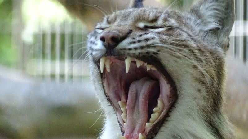 O pedido teve repercussão negativa, com diversos usuários reprimindo a solicitação. - Foto: Reprodução Redes Sociais/ Zoológico de Aalborg