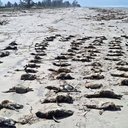 A principal ameaça aos animais é a contaminação do oceano. - Foto: Divulgação Ipec