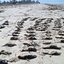 A principal ameaça aos animais é a contaminação do oceano. - Foto: Divulgação Ipec