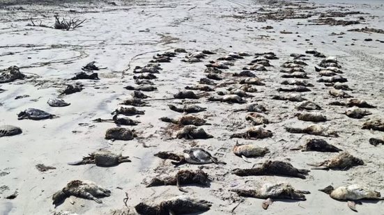 A principal ameaça aos animais é a contaminação do oceano. - Foto: Divulgação Ipec
