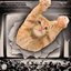 O evento será realizado no Centro Cultural São Paulo e começa a partir das 15h. - Foto: Reprodução GatoFest