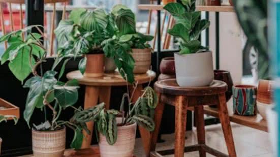 lantas que oferecem sombra, umidade e abrigo podem ser exatamente o que os carrapatos procuram. - Foto: Unsplash