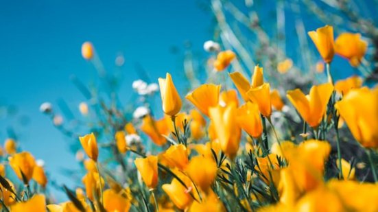 Seus efeitos podem causar mudanças na temperatura e distribuição das chuvas em diversas regiões. - Foto: Unsplash