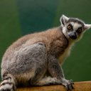 Foto: Reprodução/Zoo SP