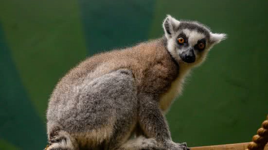 Foto: Reprodução/Zoo SP