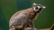 Foto: Reprodução/Zoo SP