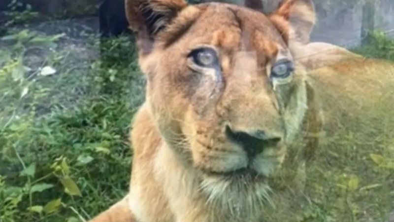 Foto: Reprodução/Redes sociais.