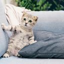 Foto:Reprodução/Matthew Henry/Unsplash