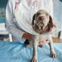 Foto: reprodução/Freepik