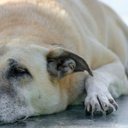 Foto:Engin Akyurt/Pexels