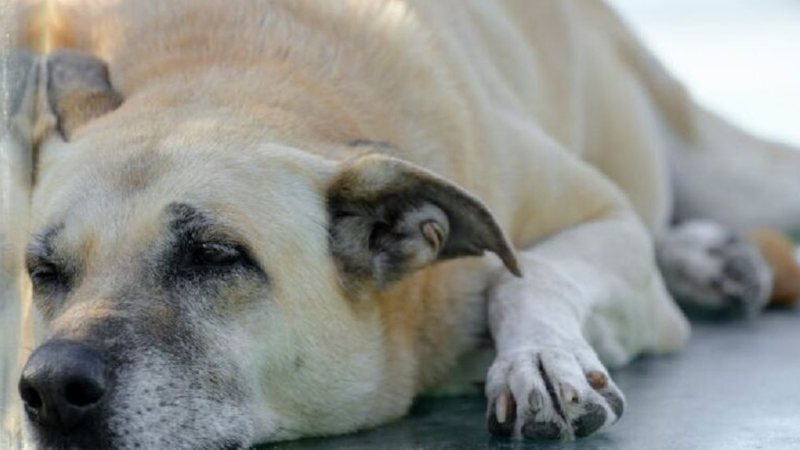 Lei prevê recompensa de até 20% para denúncias de maus\u002Dtratos a animais no interior de SP