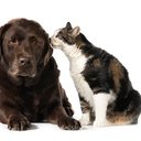 Animais de estimação