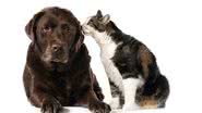 Animais de estimação