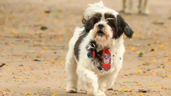 Foto: Rovena Rosa/Agência Brasil.