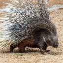 Foto: Leandro Ferreira Amaral/Zoo São Paulo.