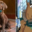 Foto: Reprodução/Instagram/@scoobydoonetflix/Youtube