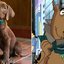 Foto: Reprodução/Instagram/@scoobydoonetflix/Youtube