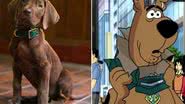 Foto: Reprodução/Instagram/@scoobydoonetflix/Youtube