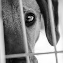 Foto: Pexels/Zoltán Csorba