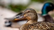 Foto: Pexels/Oliver Schröder