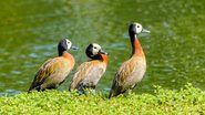 Foto: Ney Matsumura/Parque Ibirapuera