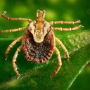 Carrapato-estrela (Amblyomma cajennense) transmissor da febre maculosa - Foto: Christopher Paddock/James Gathany (CDC/EUA)