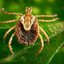 Carrapato-estrela (Amblyomma cajennense) transmissor da febre maculosa - Foto: Christopher Paddock/James Gathany (CDC/EUA)