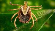 Carrapato-estrela (Amblyomma cajennense) transmissor da febre maculosa - Foto: Christopher Paddock/James Gathany (CDC/EUA)