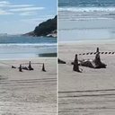 Motorista de app é encontrado morto em Guarujá, SP - Foto: Reprodução/Vídeo
